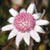 Pink Flannel Flower