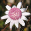 Pink Flannel Flower - Australia