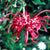 Red Grevillea