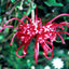 Red Grevillea - Australia