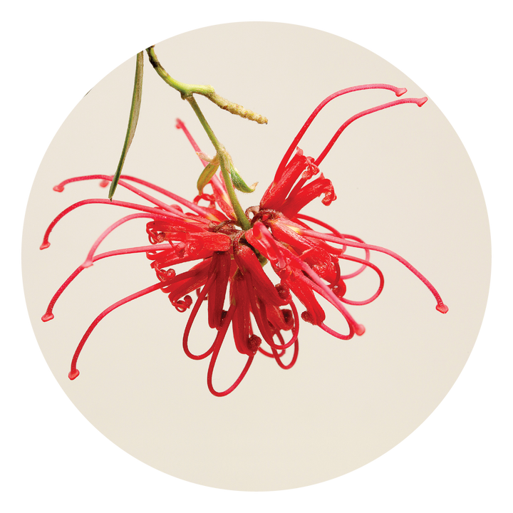 Red Grevillea - Australia