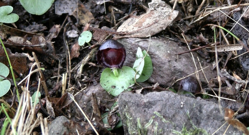 Red Helmet Orchid
