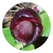 Red Helmet Orchid - Australia