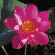 Red Lily - Australia