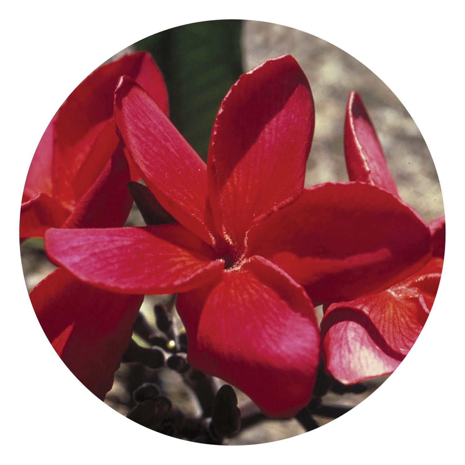 Red Suva Frangipani AustraliaR Australian Bush Flower Essences