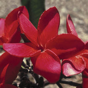 Red Suva Frangipani - Australia