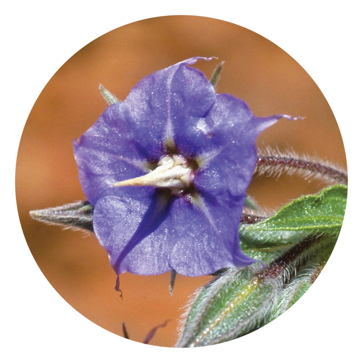 Rough Bluebell - Australia