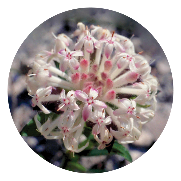 Slender Rice Flower - Australia