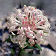 Slender Rice Flower - Australia