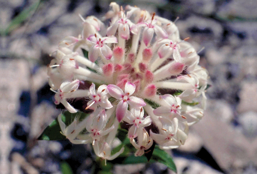 Fringed Rice Flower Slender Rice Flower – Australian Bush Flower Essences