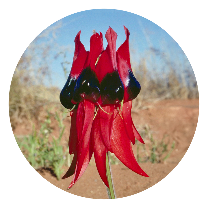 Sturt Desert Pea - Australia