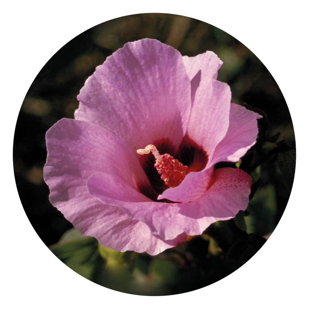 Sturt Desert Rose - Australia – Australian Bush Flower Essences