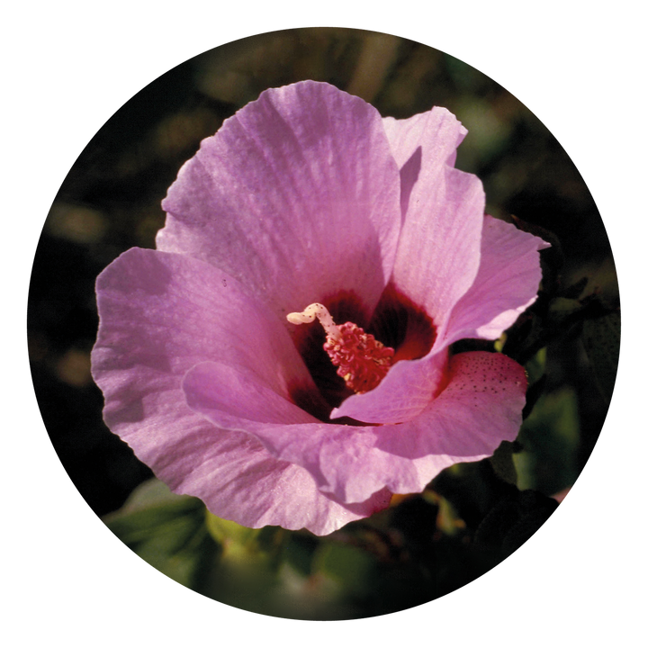 Sturt Desert Rose - Australia