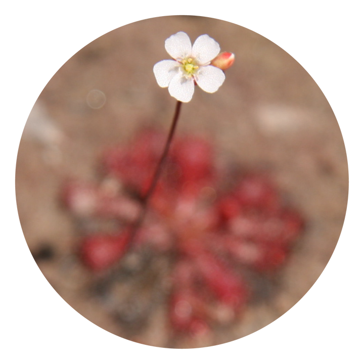 Sundew - Australia