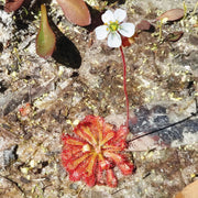 Sundew - Australia