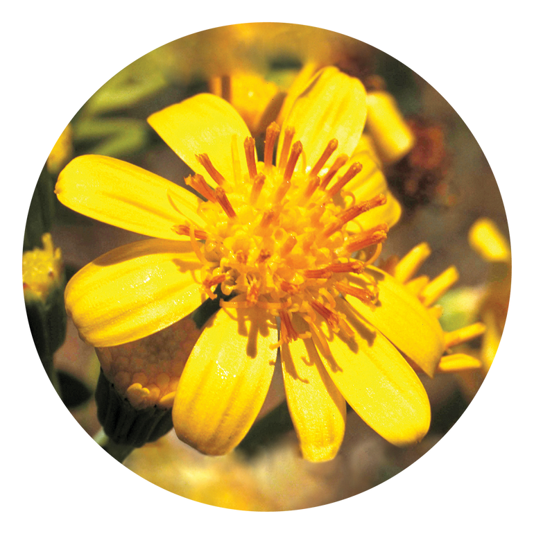 Tall Yellow Top Australia Australian Bush Flower Essences