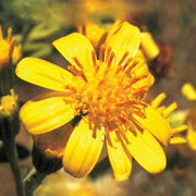 Tall Yellow Top - Australia