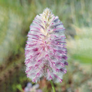 Tall Mulla Mulla - Australia