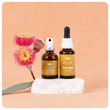 Transition Essence Bundle