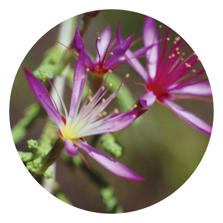 Turkey Bush - Australia