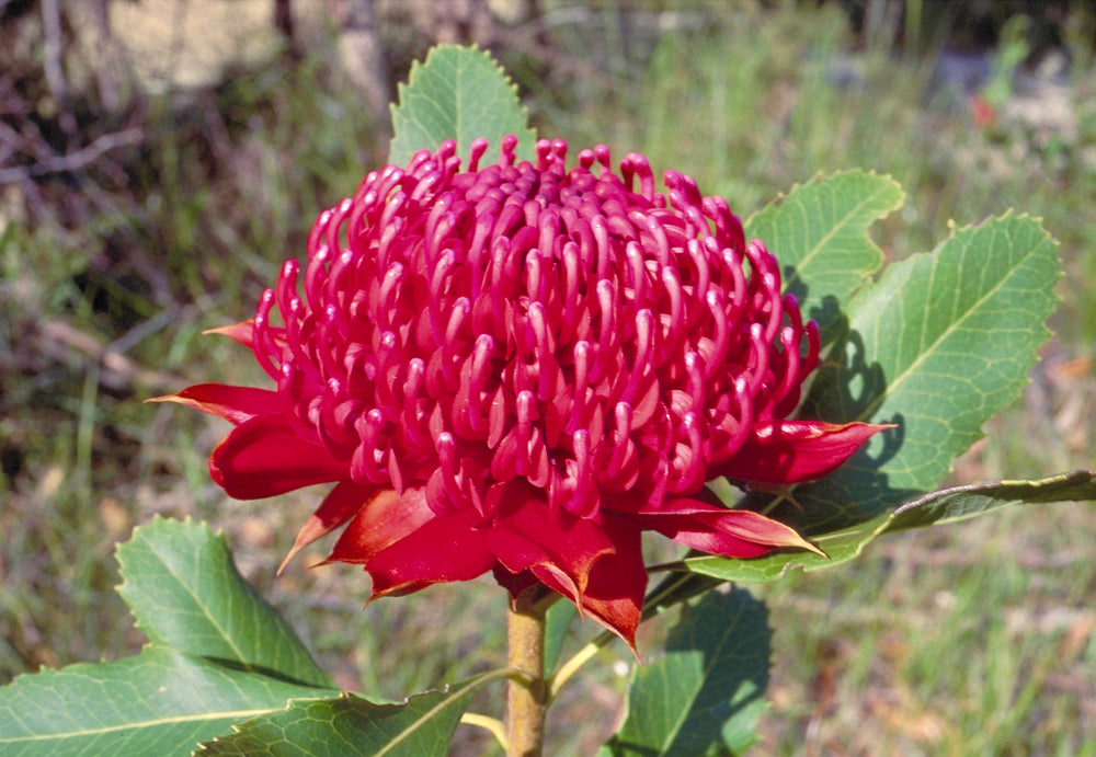 Waratah