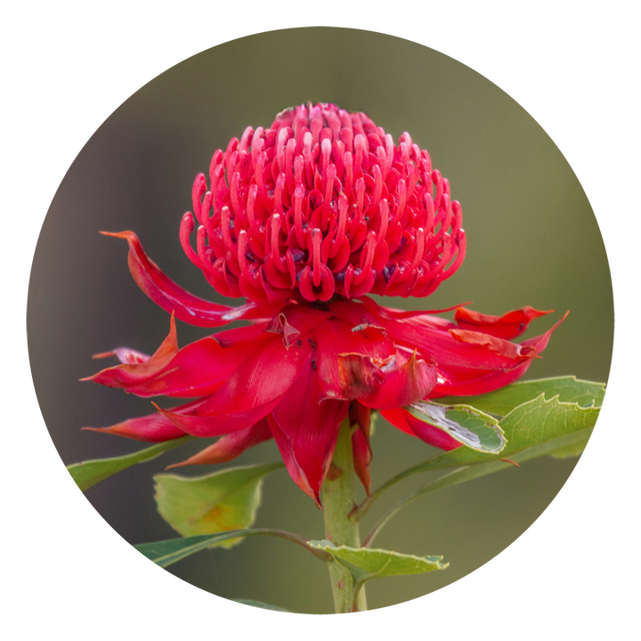 Waratah - Australia