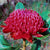 Waratah