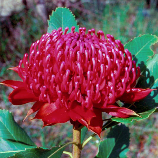 Waratah