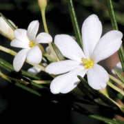 Wedding Bush - Australia