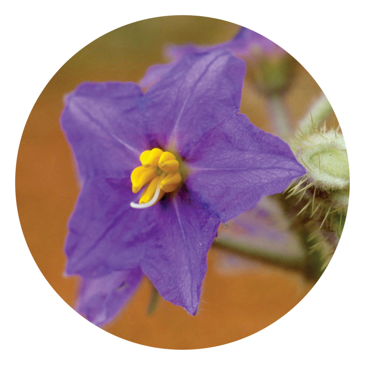 Wild Potato Bush - Australia