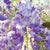 Wisteria