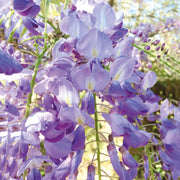 Wisteria - Australia