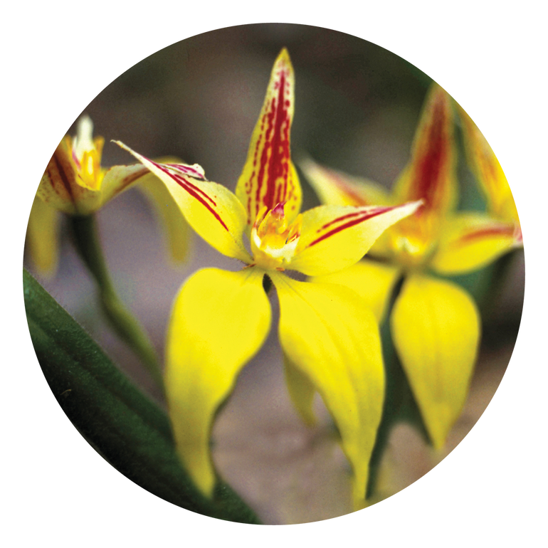 Yellow Cowslip Orchid - Australia