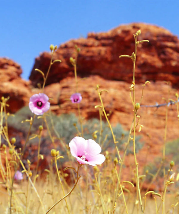 Purifying Cream Cleanser - 100ml