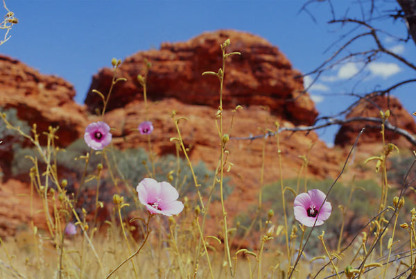 Purifying Cream Cleanser - 100ml