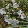 Alpine Mint Bush Essence Positive Qualities Video