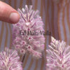 Tall Mulla Mulla Positive Qualities Video