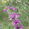  Dog Rose of the Wild Forces Bush Essence Positive Qualities Video 