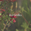 Red Grevillea Bush Essence Positive Qualities Video
