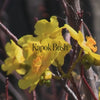 Kapok Bush Essence Positive Qualities Video