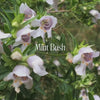 Mint Bush Bush Essence Positive Qualities Video