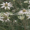 Flannel Flower Qualities Video