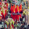 Sturt Desert Pea Positive Qualities Video