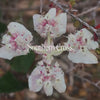 Southern Cross Positive Qualities Video
