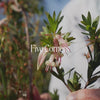 Five Corners Bush Essence Positive Qualities Video