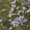 Philotheca Bush Essence Positive Qualities Video 