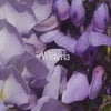 Wisteria Bush Essence Positive Qualities Video 