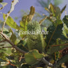 Banksia Robur Bush Essence Positive Qualities Video