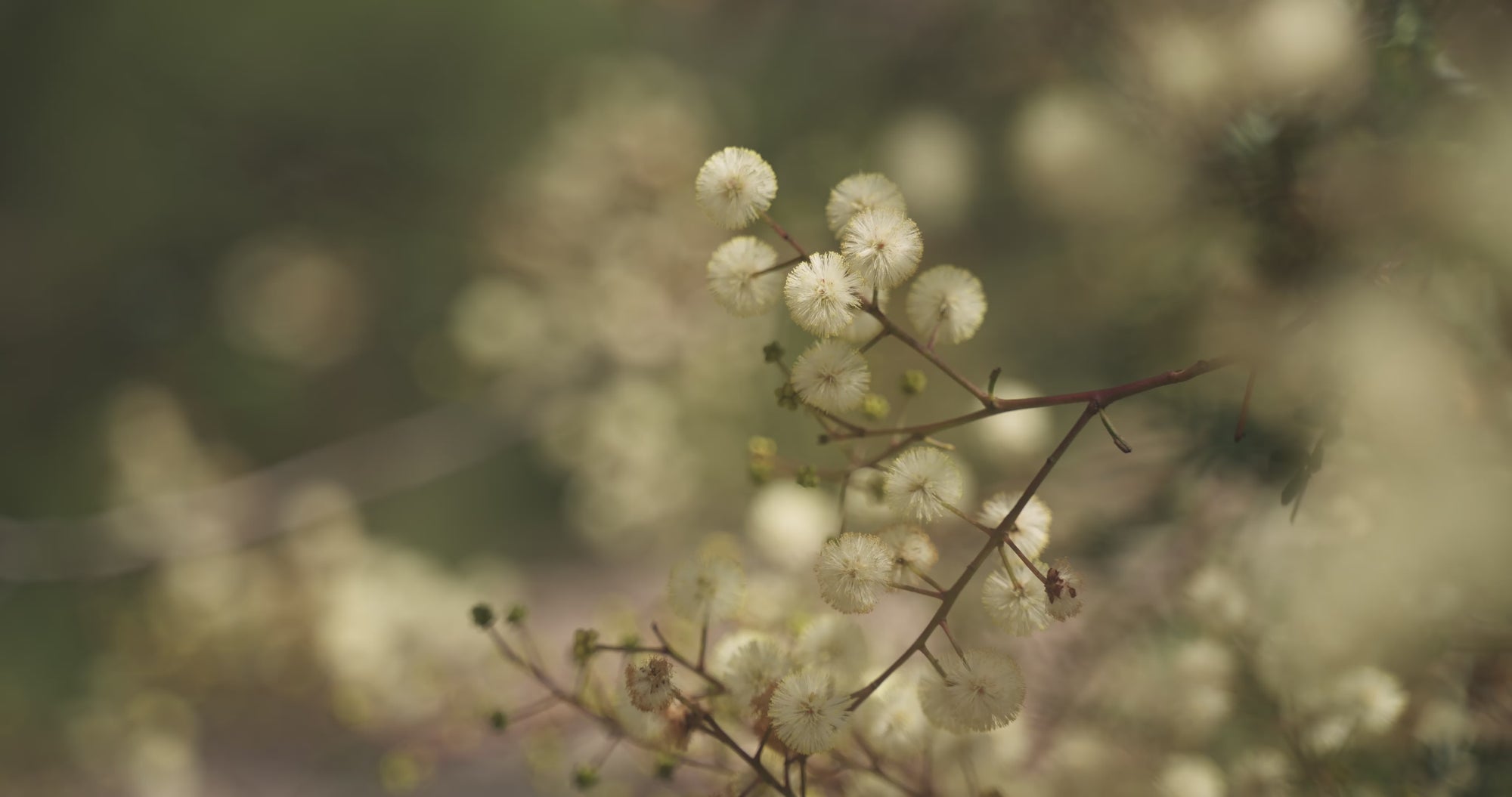 Sunshine Wattle Bush Essence