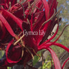 Gymea Lily Bush Essence Positive Qualities Video